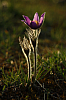 25.04.2013 18:57:53
Kuhschellen
Garchinger Umland
Garching
Galerie