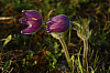 25.04.2013 18:59:49
Kuhschellen
Garchinger Umland
Garching
Galerie