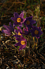 25.04.2013 19:02:29
Kuhschellen
Garchinger Umland
Garching
Galerie