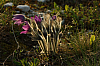 25.04.2013 19:06:16
Kuhschellen
Garchinger Umland
Garching
Galerie