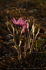 25.04.2013 19:16:54
Kuhschellen
Garchinger Umland
Garching
Galerie