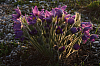 25.04.2013 19:22:16
Kuhschellen
Garchinger Umland
Garching
Galerie