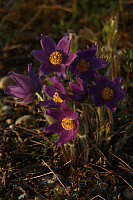 25.04.2013 19:02:29
Kuhschellen
Garchinger Umland
Garching
Galerie