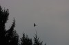 10.09.2014 15:51:46
Der Habichtweg bei Eicherloh
Garchinger Umland
Garching
Galerie