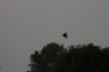 10.09.2014 15:55:24
Der Habichtweg bei Eicherloh
Garchinger Umland
Garching
Galerie
