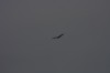 10.09.2014 15:55:31
Der Habichtweg bei Eicherloh
Garchinger Umland
Garching
Galerie