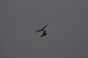 10.09.2014 15:55:42
Der Habichtweg bei Eicherloh
Garchinger Umland
Garching
Galerie