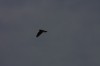 10.09.2014 15:55:53
Der Habichtweg bei Eicherloh
Garchinger Umland
Garching
Galerie