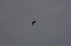10.09.2014 15:59:38
Der Habichtweg bei Eicherloh
Garchinger Umland
Garching
Galerie