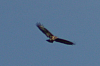 Vögel
Langwied
Garchinger Umland
Garching