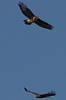 Vögel
Langwied
Garchinger Umland
Garching