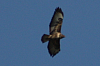 Vögel
Langwied
Garchinger Umland
Garching