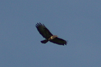 Vögel
Langwied
Garchinger Umland
Garching