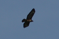 Vögel
Langwied
Garchinger Umland
Garching