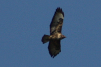 Vögel
Langwied
Garchinger Umland
Garching